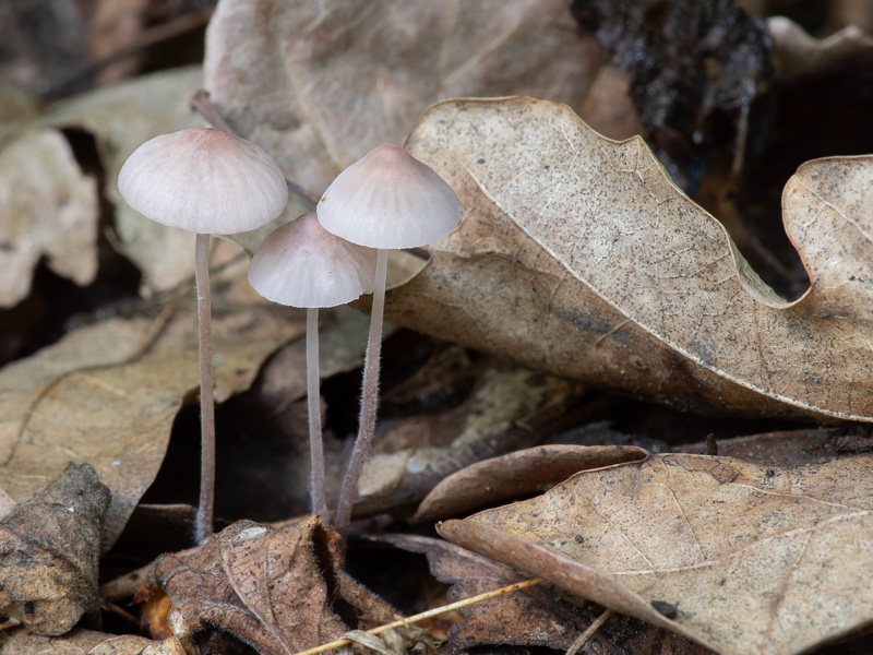 Mycena albidolilacea